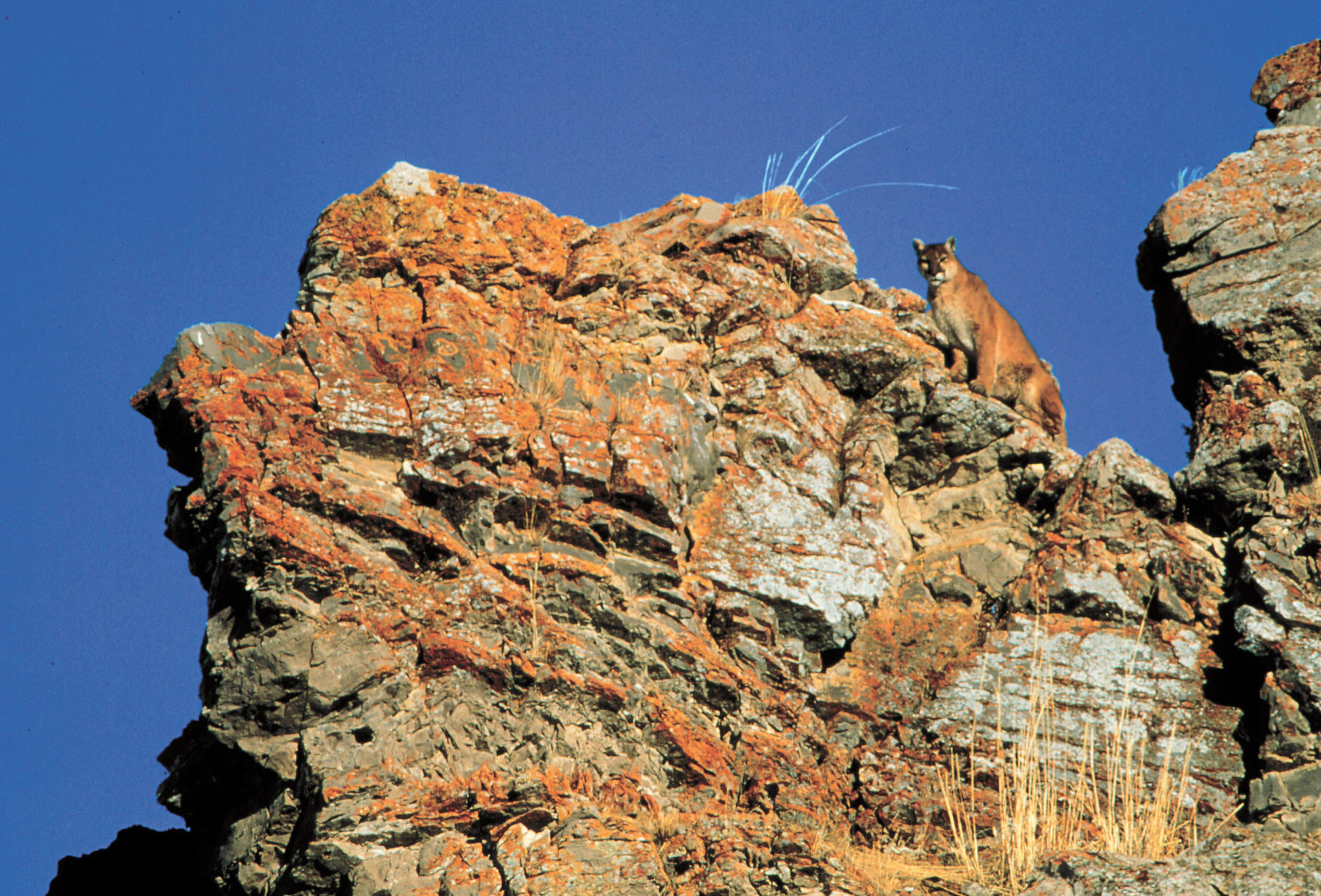 Miller Butte cougar